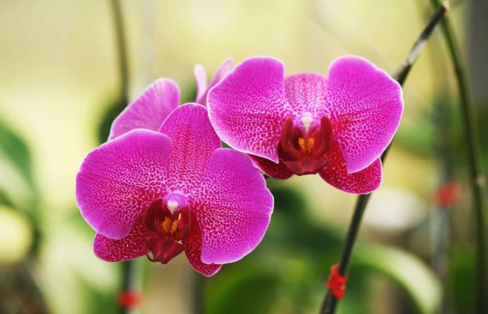 Come coltivare le orchidee: proposte e consigli su come prendersene cura