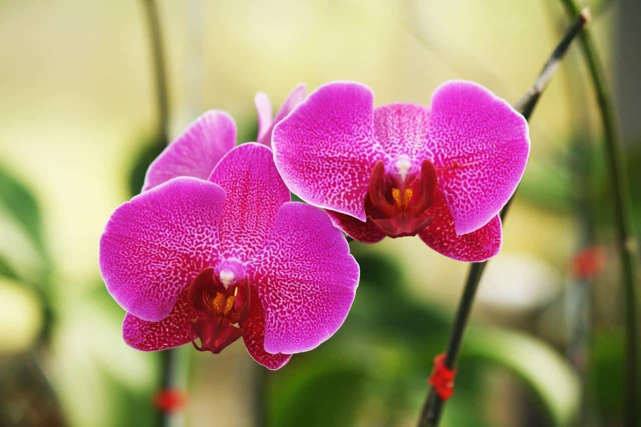 Al momento stai visualizzando Come coltivare le orchidee: proposte e consigli su come prendersene cura