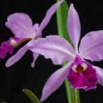 orchidea cattleya rosa 