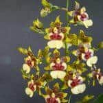 fiori di orchidea oncidium