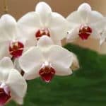 particolare del fiore orchidea