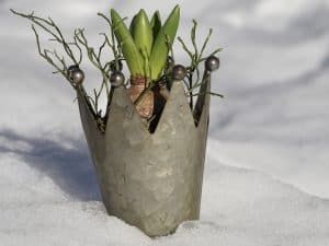 piante invernali