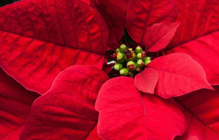 Stella di Natale (Euphorbia pulcherrima): come curarla, esposizione e annaffiatura