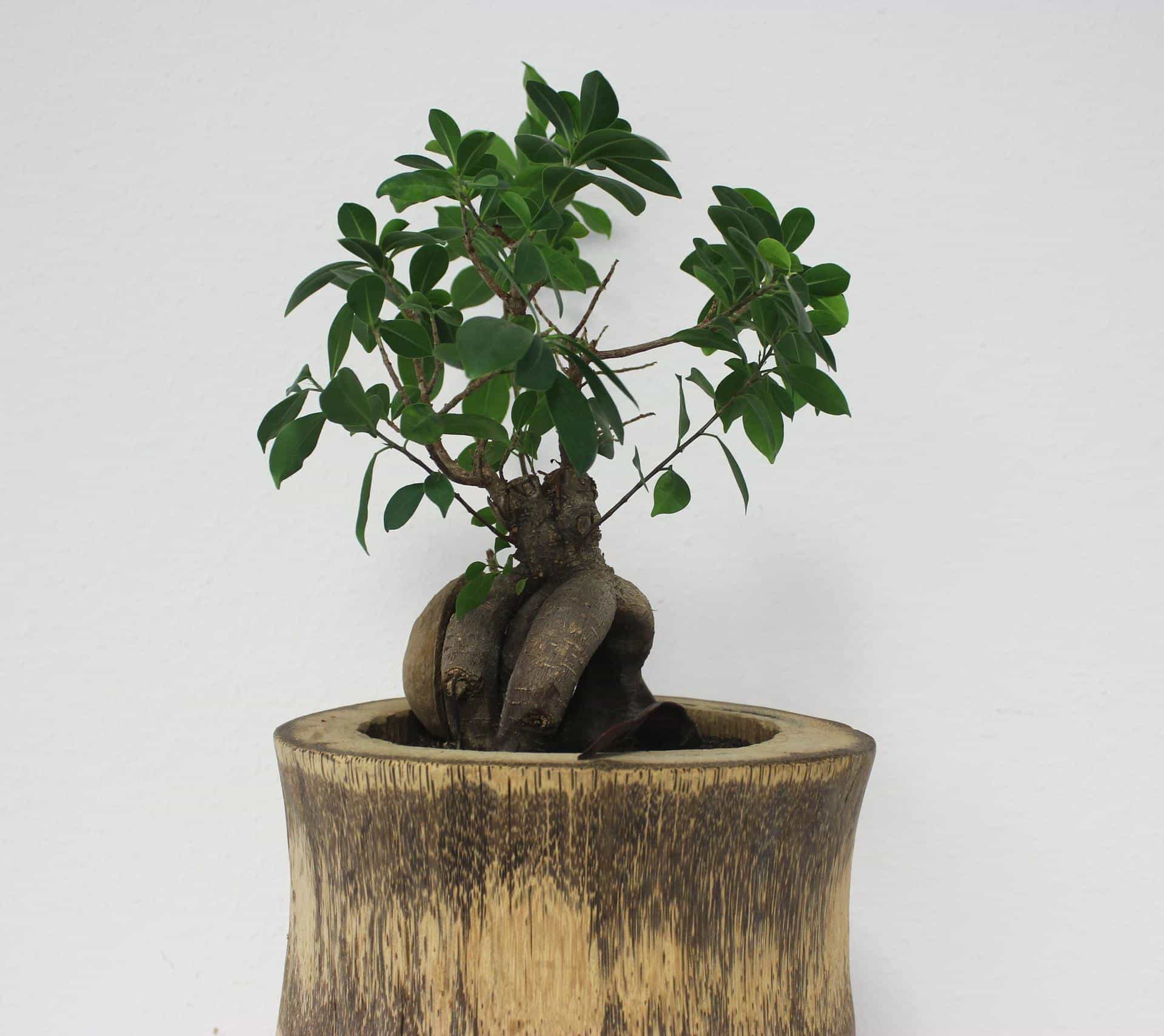 Al momento stai visualizzando Bonsai Ficus: come curarlo