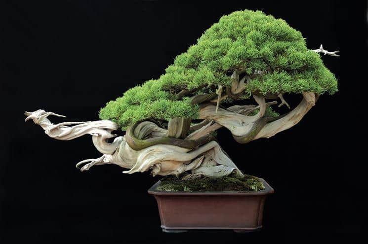 bonsai pianta