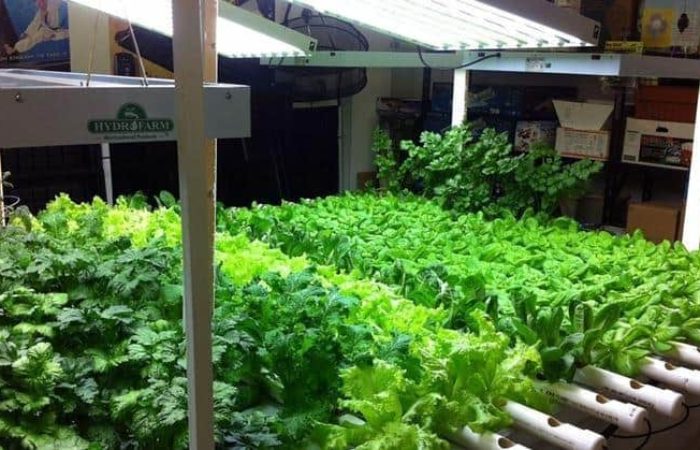 Coltivare indoor: come costruire una grow room