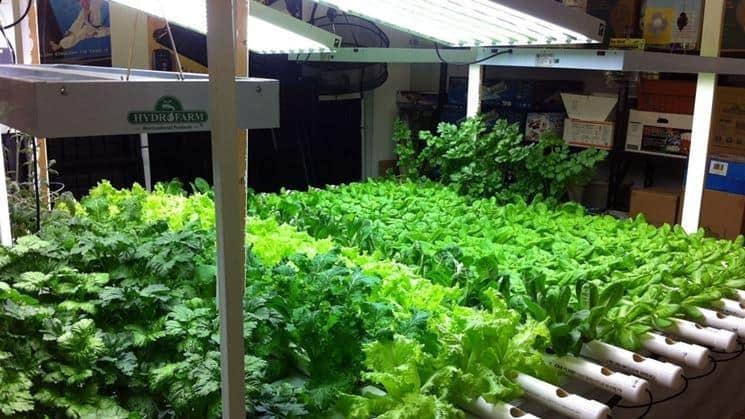 Al momento stai visualizzando Coltivare indoor: come costruire una grow room