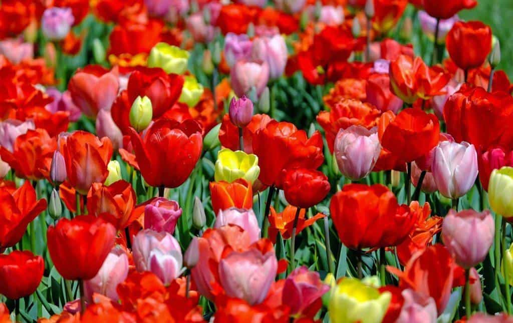 fioritura tulipani