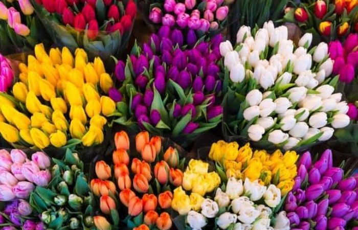 Tulipani: bulbi, quando piantarli, coltivazione e come prendersene cura