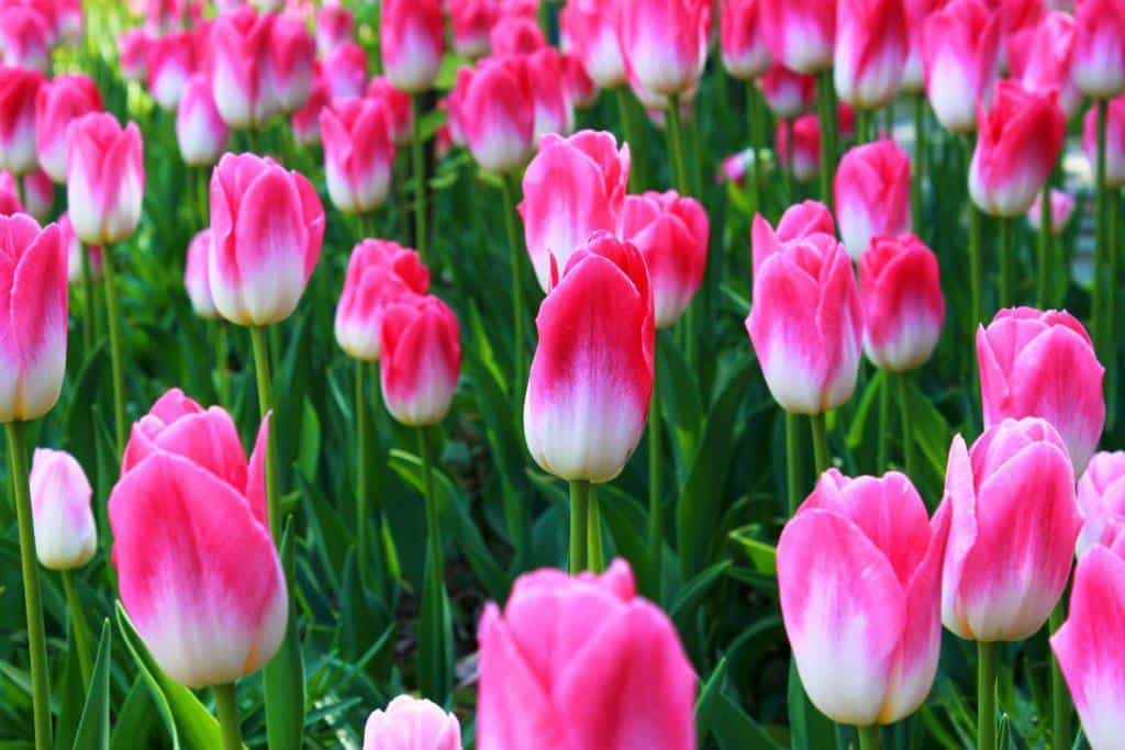 tulipani fiori