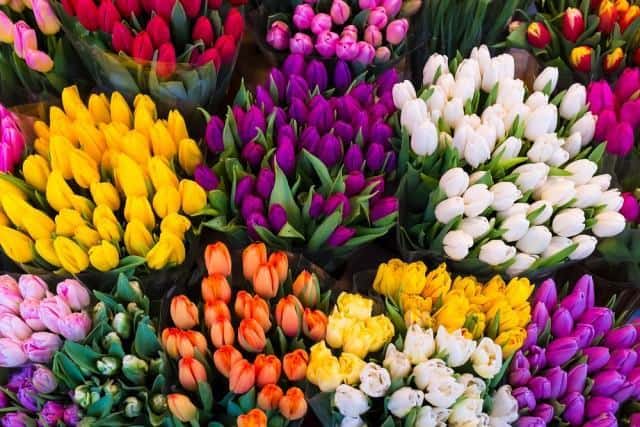 Al momento stai visualizzando Tulipani: bulbi, quando piantarli, coltivazione e come prendersene cura