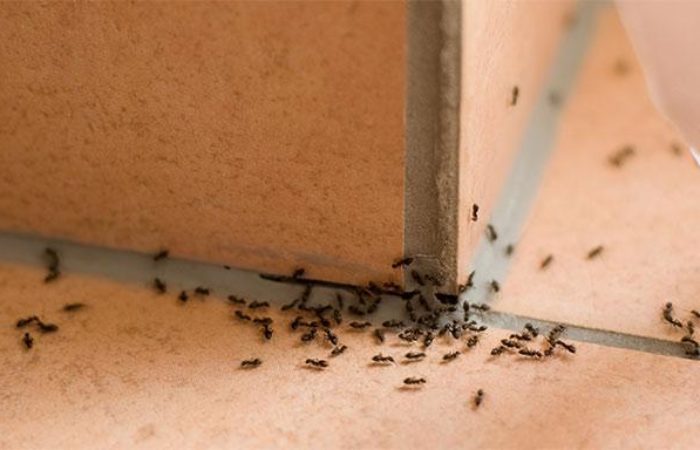 Formiche in casa: come allontanarle da terrazzi e balconi