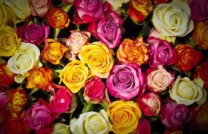 Coltivazione rose: quali rose scegliere per il nostro giardino?