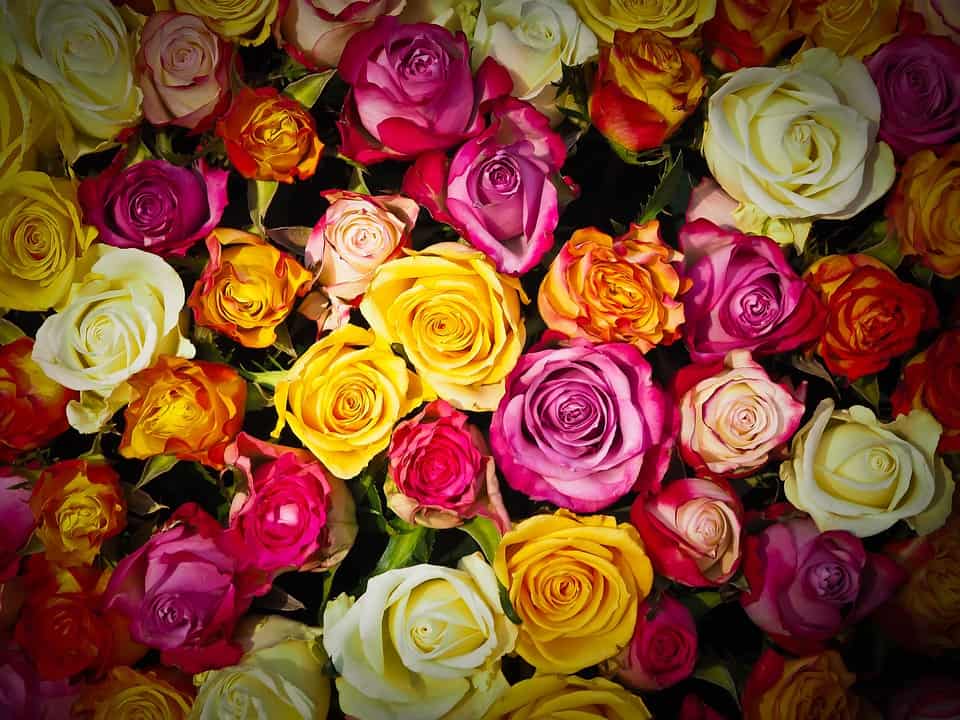 Al momento stai visualizzando Coltivazione rose: quali rose scegliere per il nostro giardino?