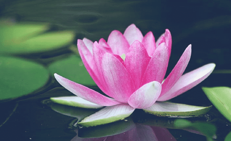 La purezza del fiore di loto - Il Blog di Giungla Urbana