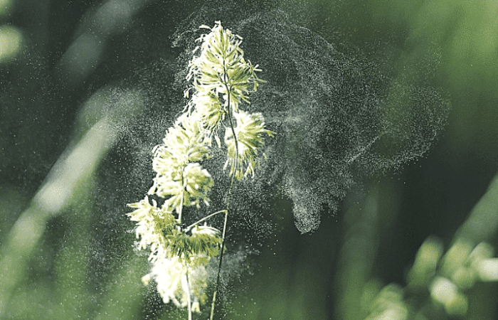 Allergia ai pollini: qual è il periodo critico?