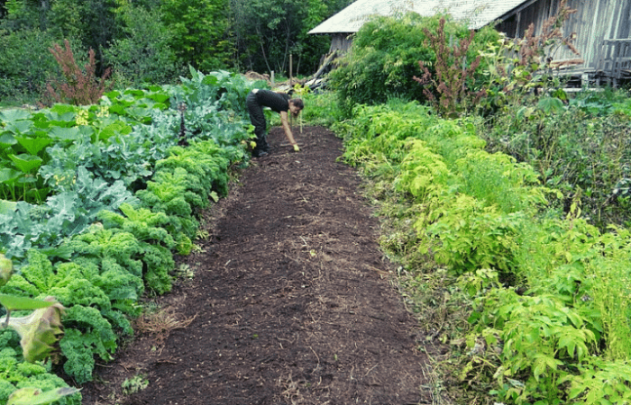 Fare l’orto in giardino