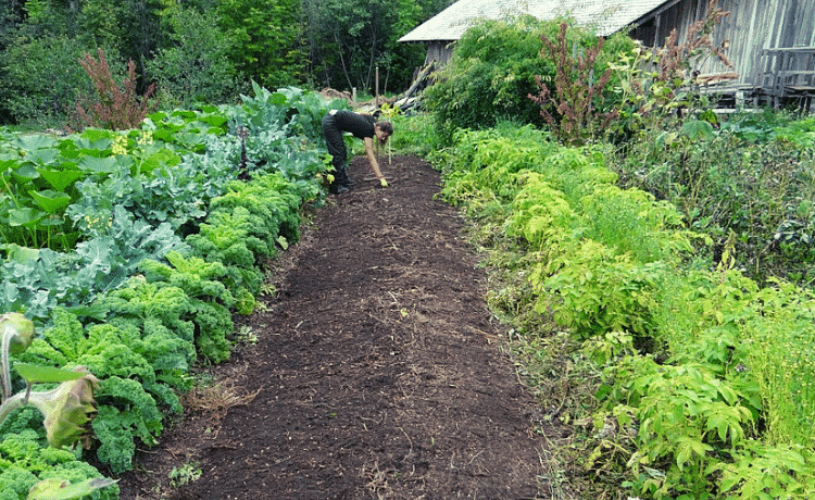 Al momento stai visualizzando Fare l’orto in giardino