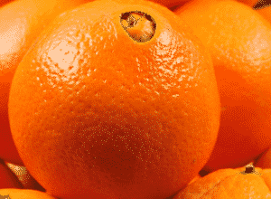 varietà di arance navel