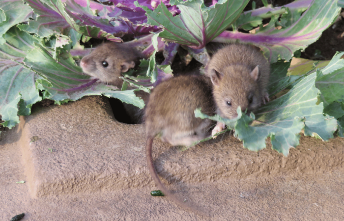 Come eliminare i topi dal giardino?